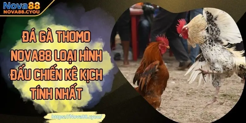 Đá gà Thomo
